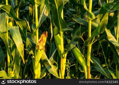 Corn (maize) field closeup. Copy space agricultural concept. Corn (maize) field closeup