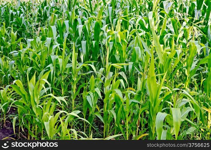 Corn on a corn field on a background of the earth