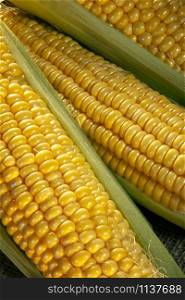 Corn on the Cob - a culinary term used for a cooked ear of freshly picked maize from a cultivar of sweet corn.