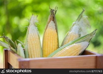 Corn on the cob, sweet corn for cooking food, fresh corn on wooden box nature green background, harvest ripe corn organic - top view