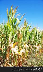 Corn on the stalk in the cornfield