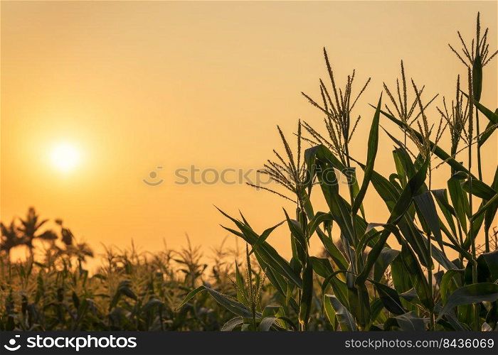 Corn plant and sunset on field