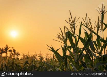Corn plant and sunset on field