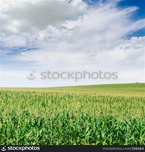 Corn plantation and blue sky. Agriculture background