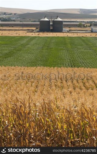 Corn plantation and processing plant factory for grain grind