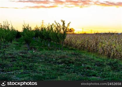 Corn plantation food. Corn field in agricultural garden