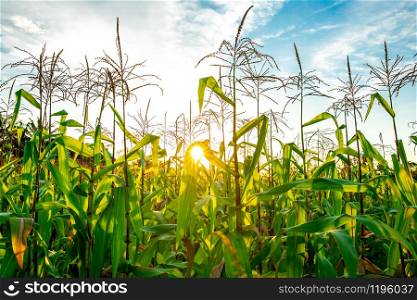 Corn planted with sunlight.