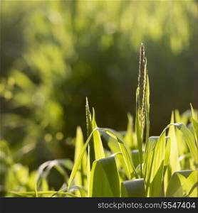 Corn plants in field, Dunhuang, Jiuquan, Gansu Province, China