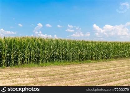 Corn plants on an agriculture field, blue sky