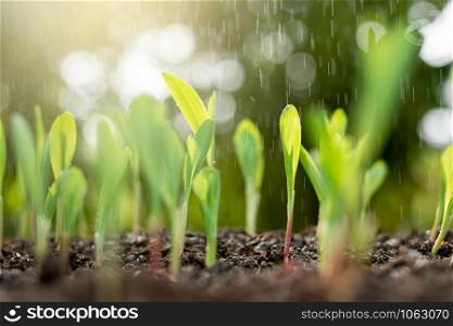 Corn seedlings are growing from abundant soil, while rain is falling and sunlight is shining in the morning.