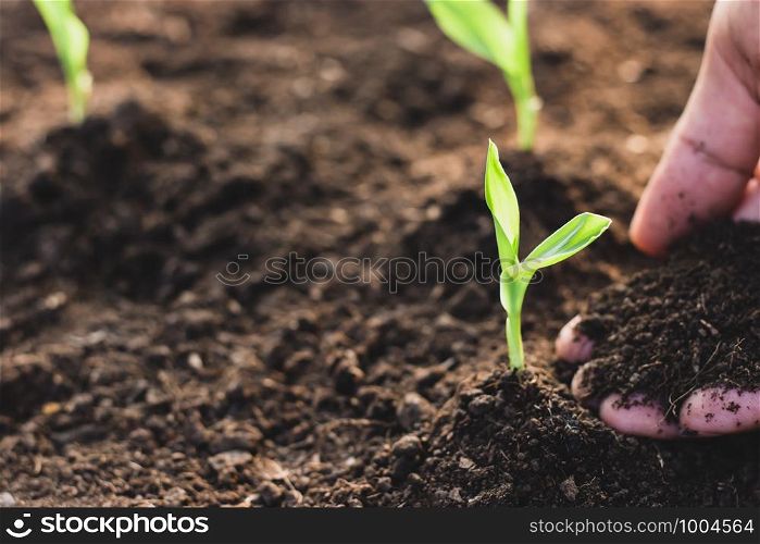 Corn seedlings are growing from fertile soil.