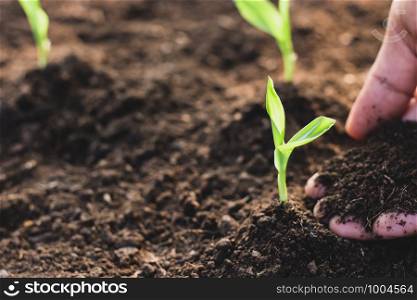 Corn seedlings are growing from fertile soil.