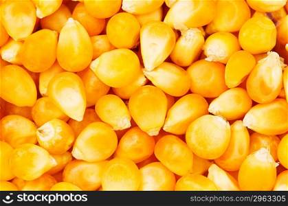 Corn seeds arranged at the background