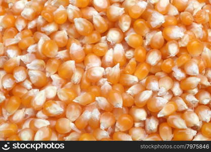 Corn seeds close up as background