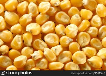 corn seeds nature food background