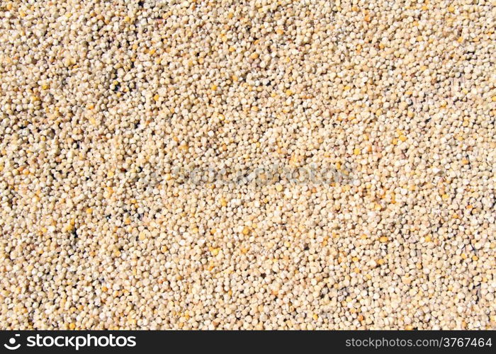 Corn seeds on the ground for sale