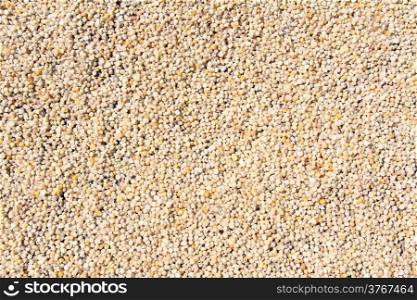 Corn seeds on the ground for sale