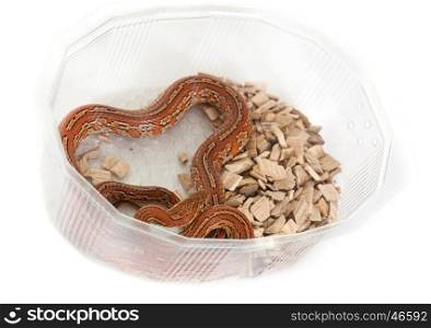 corn snake in front of white background