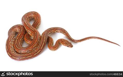 corn snake in front of white background