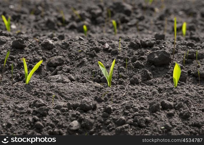 Corn sprouts on a row in the soil