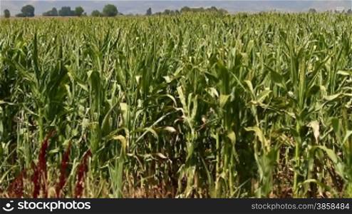 Corn stalks swaying on the wind