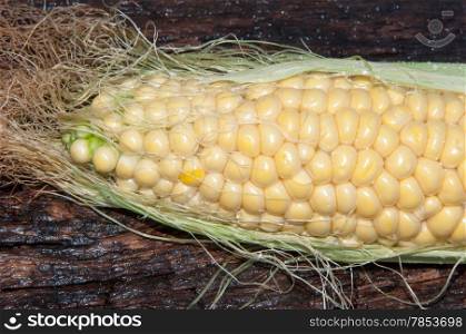Corn sugar or maize annual grassy plant, the only cultural representative of the kind of Zea of the family Poaceae