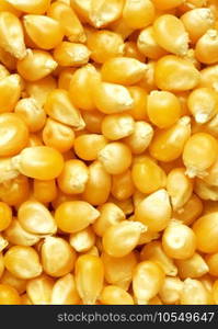 corn texture close up background. corn texture