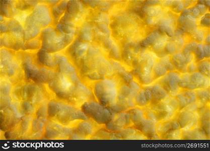 corn yellow cracker biscuit texture, transparent light, food background
