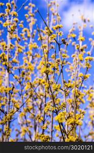 Cornelian cherry dogwood blossom in spring in Germany. Forsythia blossom in spring in Germany
