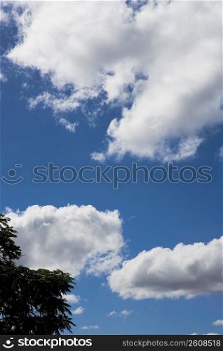 Corner of tree and sky