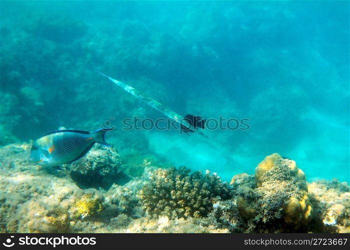 cornet-fish and surgeon-fish swiming under water among coral