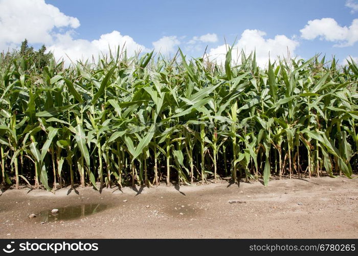 cornfield in late summer in the netherlands