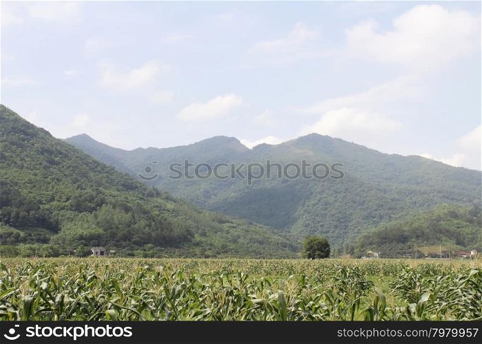 cornfields and mountains
