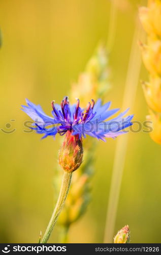 cornflower in wheat field close up