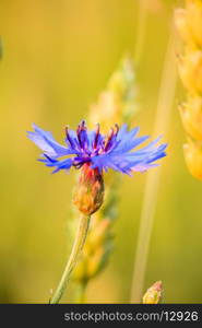 cornflower in wheat field close up