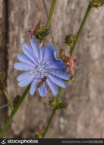 cornflower-insect. blue cornflowers against a fence
