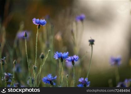 Cornflowers and poppies on a green grass. Blooming flowers. Meadow with cornflowers and poppies. Wild flowers. Nature flower. Poppy seed boxes on field.