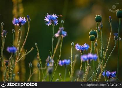 Cornflowers and poppies on a green grass. Blooming flowers. Meadow with cornflowers and poppies. Wild flowers. Nature flower. Poppy seed boxes on field. 
