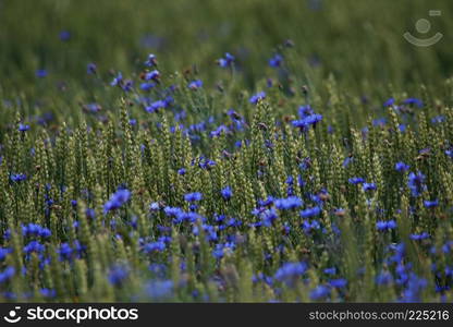 Cornflowers. Blooming flowers. Cornflowers on a green grass. Meadow with flowers. Wild flowers. Nature flower. Flowers on field. 