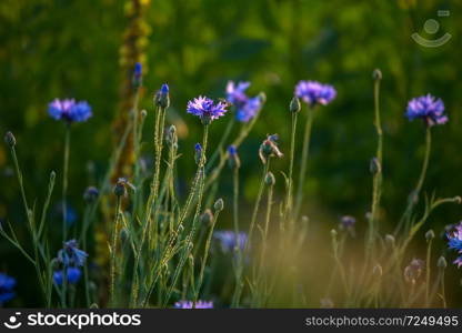 Cornflowers. Blooming flowers. Cornflowers on a green grass. Meadow with flowers. Wild flowers. Nature flower. Flowers on field.