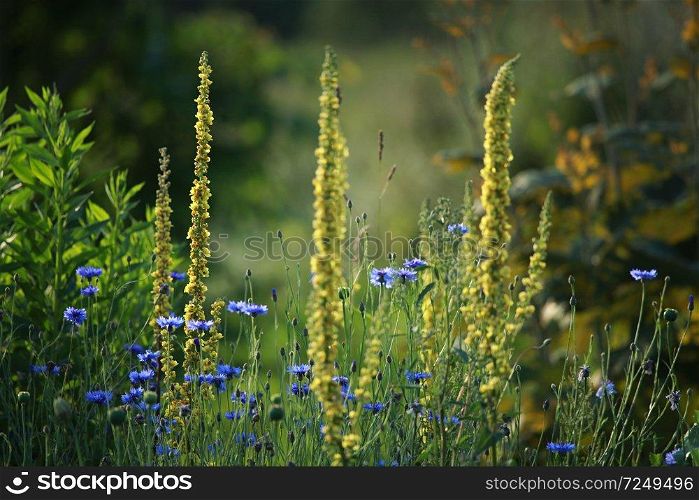 Cornflowers. Blooming flowers. Cornflowers on a green grass. Meadow with flowers. Wild flowers. Nature flower. Flowers on field. 