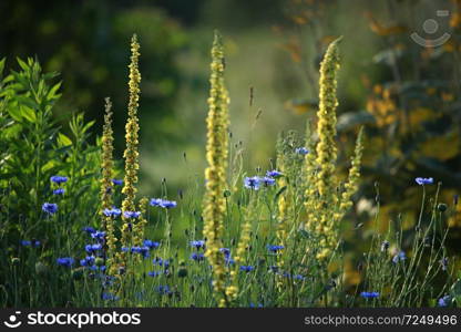 Cornflowers. Blooming flowers. Cornflowers on a green grass. Meadow with flowers. Wild flowers. Nature flower. Flowers on field. 