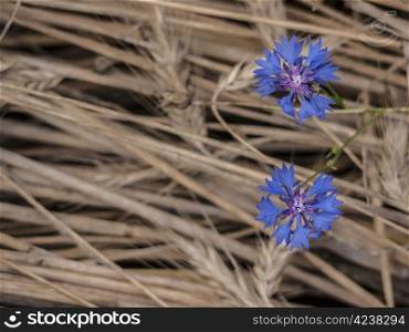 cornflowers-grain. blue cornflowers against a grainfield