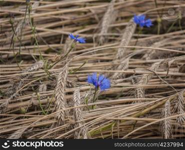 cornflowers-grainfield. blue cornflowers against a grainfield
