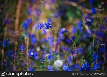 Cornflowers in the field blue blooms. background with blue flowers.. Cornflowers in the field blue blooms. background with blue flowers
