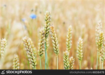 cornflowers in wheat field in summer day