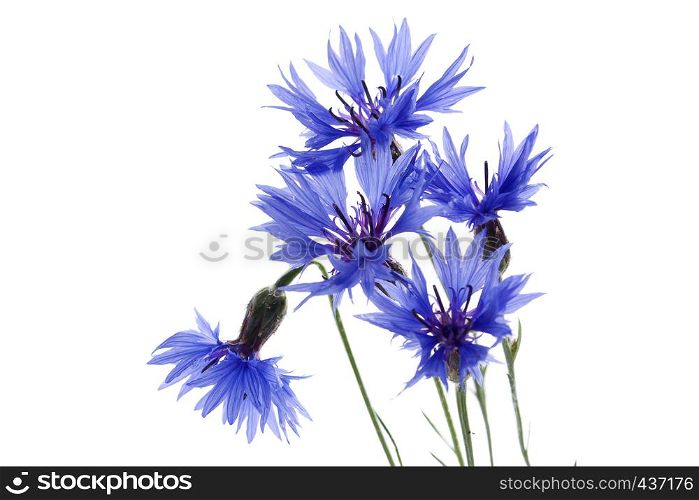 Cornflowers isolated on white background. Nature flower. Vibrant colour.