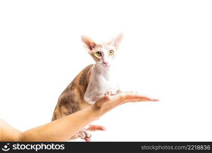 cornish rex cat person s hand isolated white background