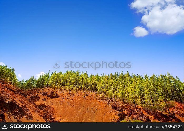 Corona Forestal in Teide National Park at Tenerife with Canary Pine