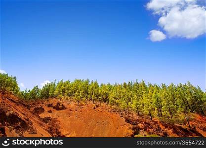 Corona Forestal in Teide National Park at Tenerife with Canary Pine